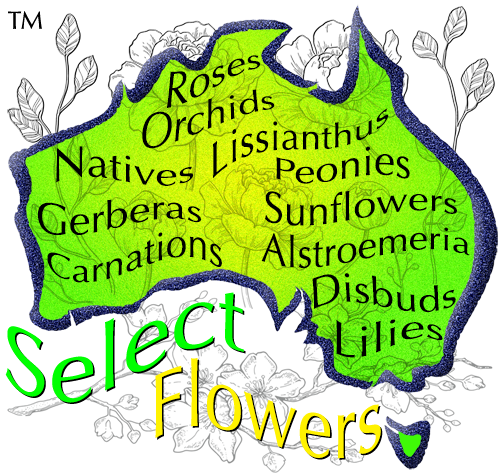 SELECT DRIED FLOWERS
